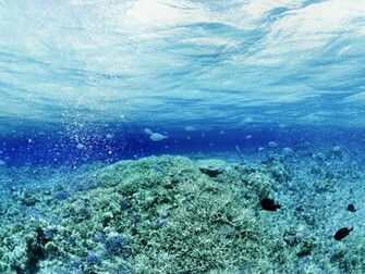 Description Underwater Fish Wallpaper Is A Hi Res For Pc