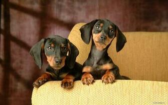 Dachshund Wallpaper