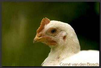 Chicken Hen Wallpaper Background Achtergrond Bureaublad Desktop