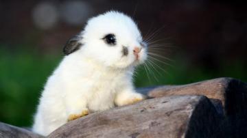 Cute Baby Animals Ever Wallpaper Top