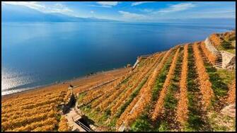 Vineyard Wallpaper