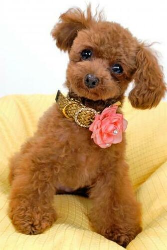 Poodles Wallpaper Cuddly Poodle By Bubupoodle
