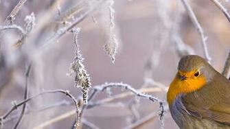 Snow Bird
