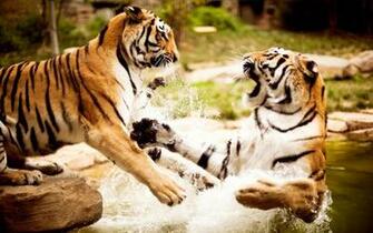 Big Wild Cats Wallpaper HD Desktop