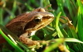 Frog Desktop Pc And Mac Wallpaper