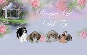 In Akc Cidra Chinese Imperial Shih Tzu Puppies Ranging