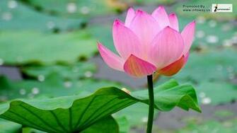 HD Wallpaper Macro Water Lotus Pond Leaf Flower Picture