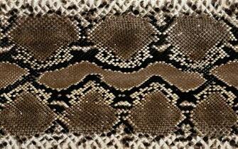 Wallpaper Snake Skin