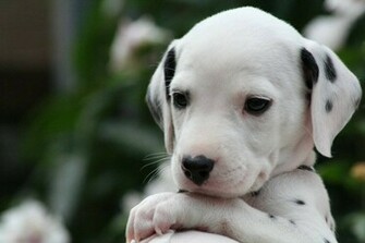 Dalmatian Puppy Dogs Wallpaper