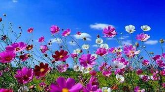 Pictures Spring Flowers Background Desktop Wallpaper HD Car