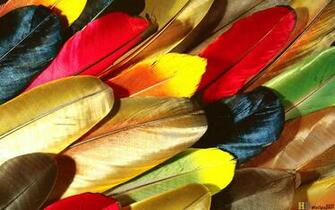 Feathers Parrot Computer Wallpaper HD