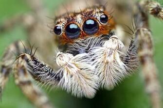 Cute Jumping Spider Wallpaper Ii By Goshinsky