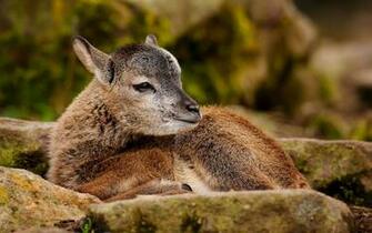 Beautiful Wallpaper Deer