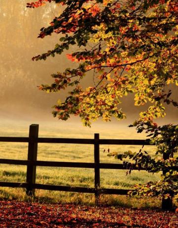 Autumn Colours Morning Beautiful Nature Scenery
