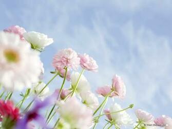Funny Pictures Gallery Flower Background
