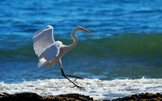 Heron Wallpaper