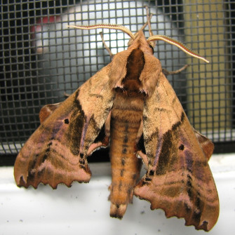 Blinded Sphinx Moth Moths And Butterflies Of North Carolina Wallpaper