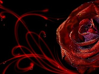 Wallpaper HD Desktop Online Rose