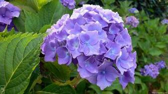Sophie G Net Photo Nature Plantes Pct Hortensia021928 Jpg