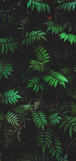 Leaves Wallpaper iPhone