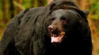 Black Bear HD Wallpaper Background