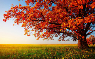 Tree Wallpaper