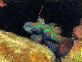 Mandarin Fish Wallpaper Pictures HD Animal
