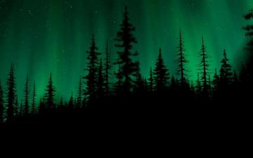 Dark Woods Background Net