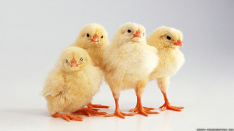 Chicken Wallpaper