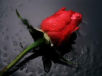 Flowers Amp Planets Red Rose Background