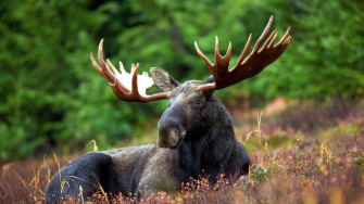 Moose Wallpaper