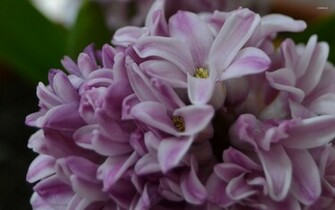 Hyacinth Wallpaper Flower