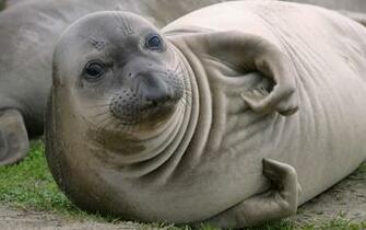 Harp Seal Wallpaper
