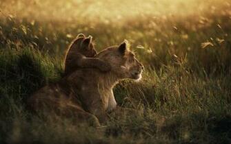 Beautiful Lion Wallpaper For Desktop Background