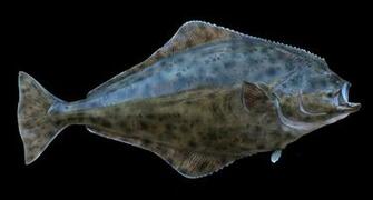 Halibut Wallpaper High Quality