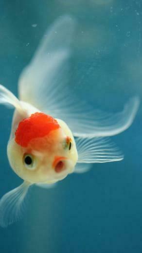 Lovely Fish Lg G2 Wallpaper