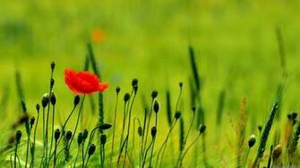 Poppy Flowers Wallpaper HD HDesktops