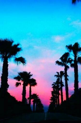 Palm Tree Wallpaper Prone To Wonder