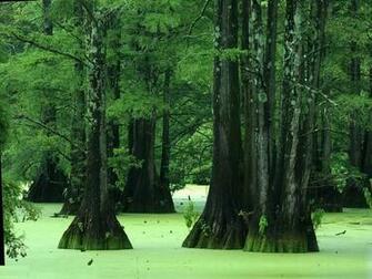 Earth Swamp Wallpaper