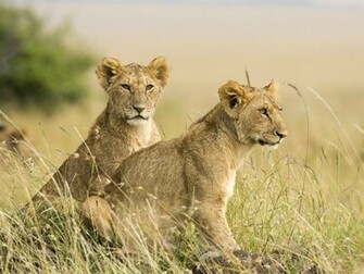Lion Cubs Wallpaper Which Is Under The