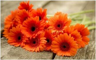 Gerbera Wallpaper Image Group