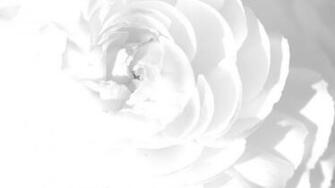 White Rose Petals Flower Bright Wallpaper Background Mac Imac