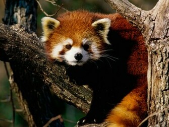 Hq Red Panda Wallpaper