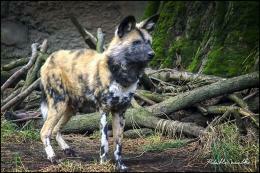 African Wild Dog Wallpaper HD Desktop