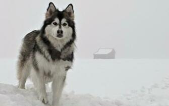 Dog Snow Winter Wallpaper Background