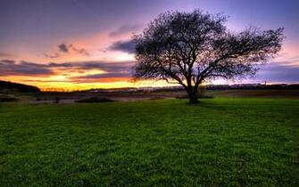 Wallpaper HD De Arboles Naturaleza