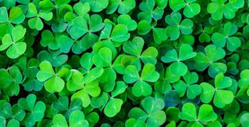 Irish Channel St Patrick S Day Celebrations To Continue In