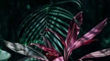 Tropical Laptop Wallpaper On