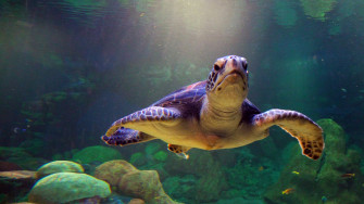 Cute Turtle Wallpaper
