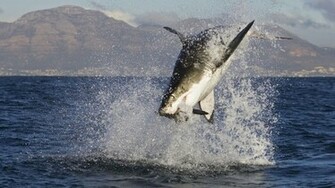 Great White Shark Attacks Wallpaper
